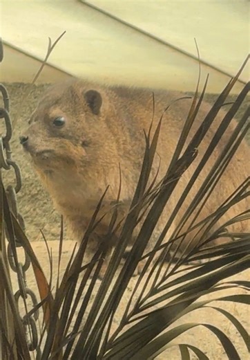 I lost it when the kid started crying 😭😭 hyraxes make us ALL emotional ✌️#fyp #hyrax #awawa #animals #oaklandzoo