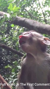 10K views · 144 reactions | Baby monkey very hurt, Baby monkey is attacked by big monkey#01 | Monkey Soo | Facebook