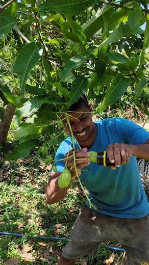 "Mango Taste Test"#organic #food #trending