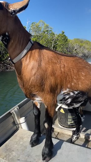 Funny Goats Boat Rides: Hilarious and Viral Animal Bloopers