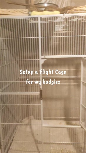 Cage Setup for Budgies: Proper Care Tips