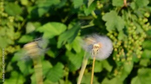 dandelion in the wind plays. Wind blowing dandelion seeds and scatter everywhere. dandelion seeds in the wind . on the stem fluffy dandelion blown by the wind.dandelion in the wind.