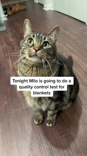 Milo has the most discerning taste | Mrmilothechonk