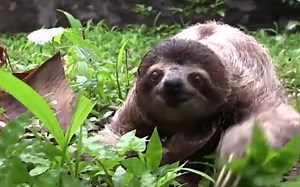 拉屎要命？一泡六小时？