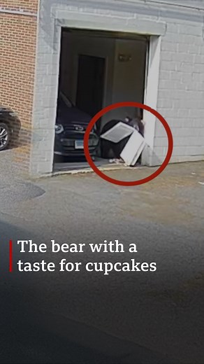76K views · 704 reactions | A bear walks into a bakery  療 #bear #nature | BBC World Service | Facebook