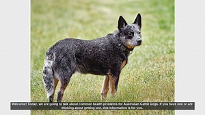 Common Health Problems in Australian Cattle Dogs
