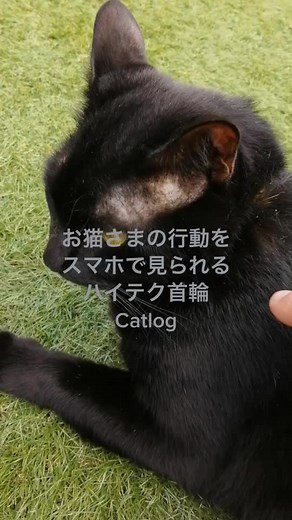 いつご飯食べたとか、何分寝たとか、お猫さまの日々をいつでもスマホで確認できるハイテク首輪Catlogものスッゴ。 #使ってみた #cat #猫