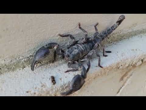 Is This the Most Dangerous Bug in My House?