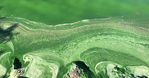 Kansas health department announces beginning of harmful algal bloom season