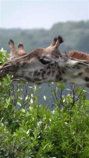 Giraffes having their snack in a fresh air and cool place. #giraffe #tanzania #safari#serengeti