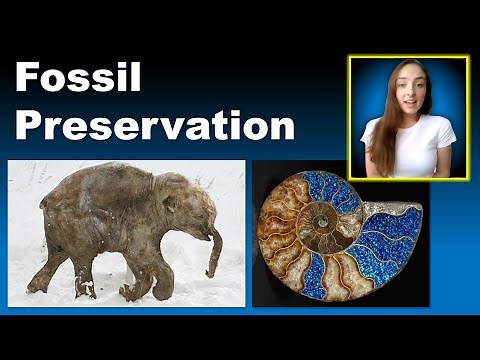 Fossil Preservation Modes and Major Invertebrate Groups | GEO GIRL