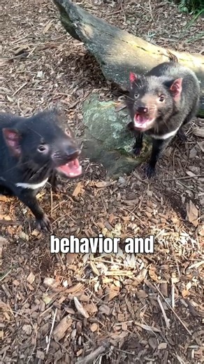 Top 5 Most Fearless Animals! #facts #animals #WildlifeFacts ##honeybadger | MisfitDog