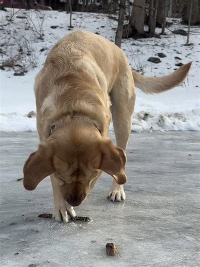 Playing with a Labrador: Fun and Joyful Moments