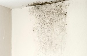 Safely Eliminate Black Mold: Essential Steps and Tips | LoveToKnow