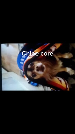 #fypシ #dogsoftiktok chloe core