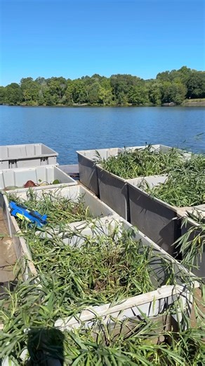 NC Wildlife Resources Commission (NCWRC) and Graham Recreation & Parks are continuing a great partnership this summer and planting native aquatic vegetation in Graham-Mebane Lake as a part of the Lake's Aquatic Habitat Enhancement Project. You can volunteer to help improve Graham-Mebane Lake’s fish habitat and provide additional fishing targets. For more information about this project or to sign up to volunteer, please call Seth Mycko with the NCWRC at (336) 534-0019 or email seth.mycko@ncwildli