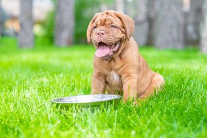 Best Dog Food for Large Dogs & Puppies