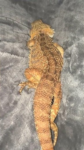 Bearded Dragon Cuddle, Nuzzle Cozy Night Time Snuggle #beardie