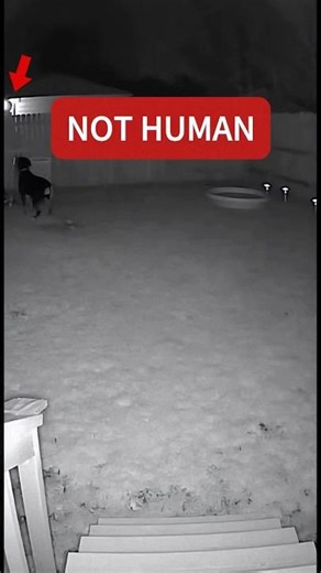 My Security Camera Caught THIS in My Backyard... (Dog vs Creature)