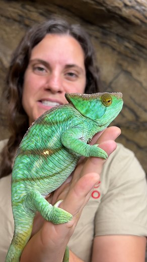 Coolest Chameleon of All Time🤩 These guys can live up to 15 years😳 . . . #beautiful #giant #chameleon #long #life #eggs #big #wow #wildlife #fbreels #wild #animals #animallovers #AmaZing #video #cool #moment #facebookreels #reelsfb | The Reptile Zoo