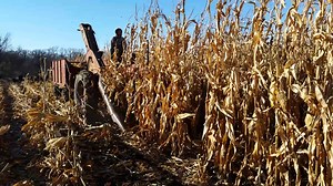 1950 M Farmall. | Farmall Lovers