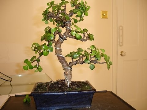 Bonsai Jade wiring & Pruning