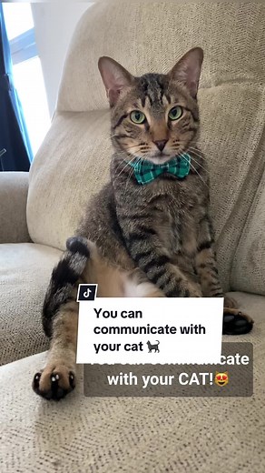 Understanding Cat Communication: Tips and Tricks