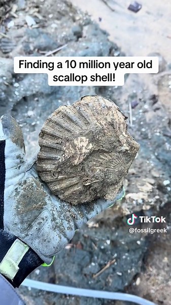 Beautiful double sided fossilized scallop shell! #earthscience #scienceisawesome #naturalhistory #collectorscorner #geologylovers #explorenature #rockhounding #sciencecommunity #AdventureOutside #megalodontooth #fossilsharktooth #fossilfind #riverfinds #sciencelover #riverdays #sharkfossil #miocenefossils #paleontologists #beachcombingtreasures #fyp #beachfinds #sharktoothfossil #fossilsharkteeth #fossiladdicted #viral #virginia #maryland #northcarolina #flordia