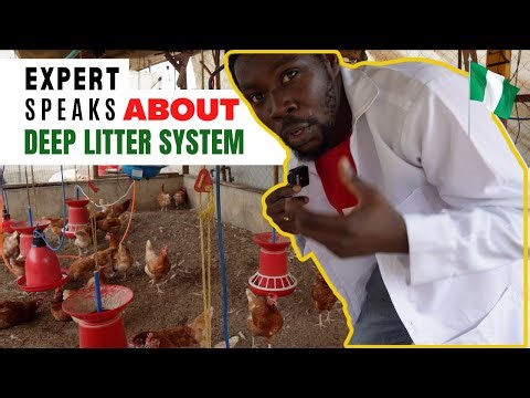 What They DON'T Tell You about The DEEP LITTER System in Layer Farming