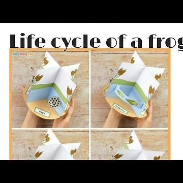 life cycle of a frog..3D craft project..