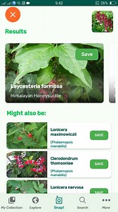 PlantSnap.com identifies Himalayan Honeysuckle (Leycesteria formosa), a deciduous shrub in the family Caprifoliaceae, native to the Himalaya and southwestern China. | PlantSnap | Facebook