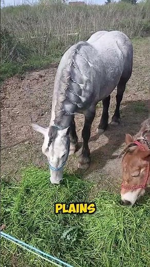Meet the Posavina Horse Europe’s Hidden Gentle Giant #horse #shorts