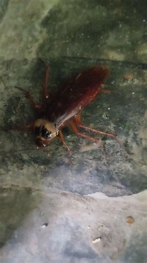 Cockroach sound #youtubeshorts #cockroach #animals #shorts