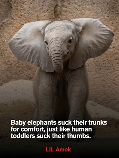 Just like human babies suck their thumbs, baby elephants suck their trunks for comfort and reassurance. This behavior helps them feel safe, especially during their early months when they’re still learning to control their trunk. It’s a natural self-soothing habit that supports their emotional development and curiosity. As they grow more confident and coordinated, they usually outgrow this endearing behavior — a sweet reminder of how nature often echoes itself across species. | LIL AMOK