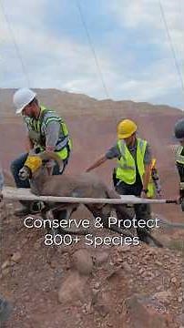 Bighorn Sheep Translocation to the Blue Primitive Area