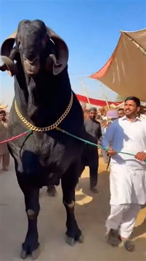 Unbelievable 1500KG Goat 😱🐐 | #aivideo #minivlog #goat #viral #animals