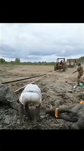 The Mother Elephant's Sacrifice
