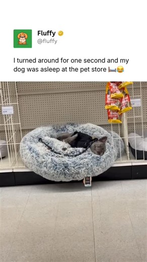 Pubity Pets on Instagram: "@Fluffy posts the best pet content on Instagram daily 🐾 My dog has a thing for beds lol. Everytime we go to the pet store he jump in those beds and he stay there till he falls asleep haha. (🎥: Frenchiewall.e via ViralHog)"