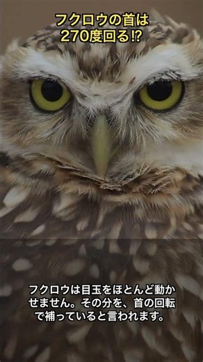 フクロウの首は270度回る⁉