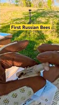 Installing Russian bees into a horizontal hive