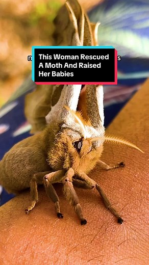 Moth Rescue & Raising: A Story of Transformation