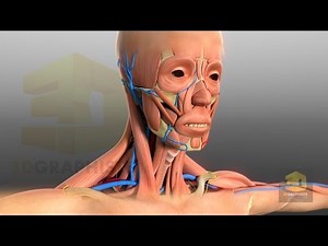 Animation 3D du corps humain en infographie 3D