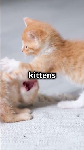 Can Cats Move Sideways? The Surprising Truth! #shorts