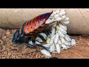 Crazy Ways Animals Give Birth