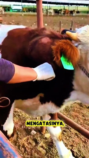 Dikira Susu, Ternyata Nanah! Kondisi Ini Sering Terjadi pada Sapi