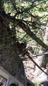 LARGE HOOP - PINE TREE GETTING A PRUNE . AUSTRALIA.