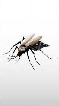 Conoce el ciclo de vida del zancudo que transmite el dengue 🚫🦟
