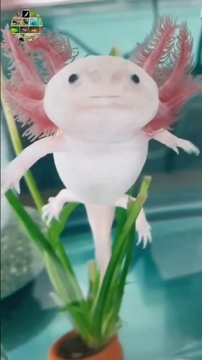 The axolotl: master of regeneration #didyouknow #animals