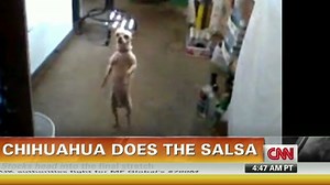 Chihuahua salsa dances