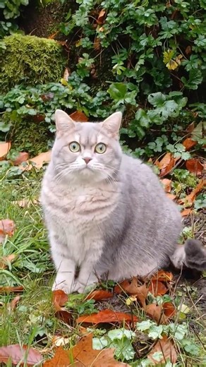 Lucy in ihrem kleinen grünen Revier . Lucy in her little green territory . #cat #animals